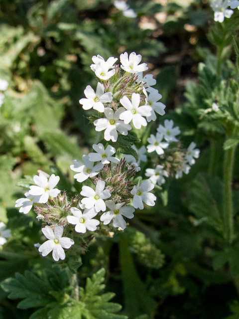 Glandularia quandrangulata (Beaked mock vervain) #49903