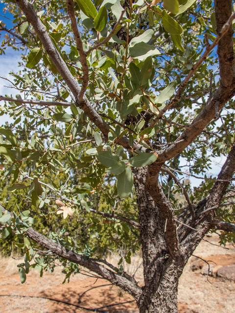 Quercus oblongifolia (Blue oak) #49931