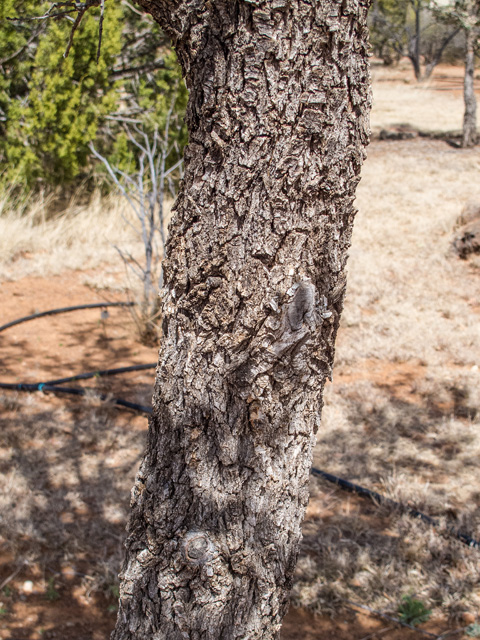 Quercus oblongifolia (Blue oak) #49932