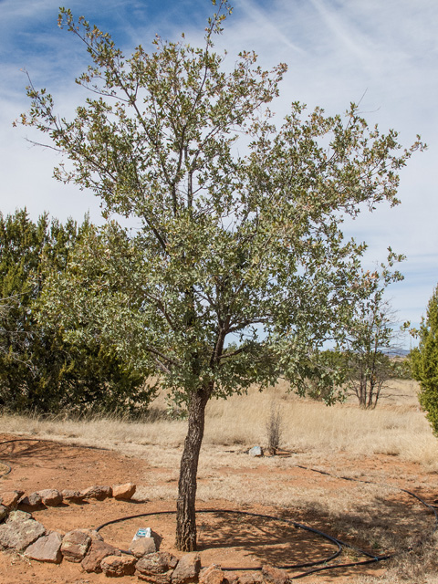 Quercus oblongifolia (Blue oak) #49933