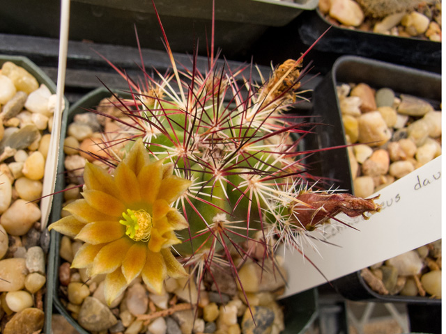 Echinocereus viridiflorus var. davisii (Davis' hedgehog cactus) #49959