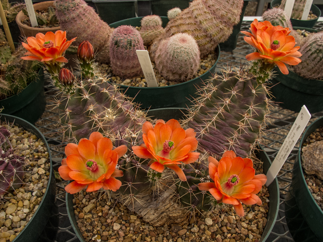 Echinocereus coccineus (Scarlet hedgehog cactus) #49987