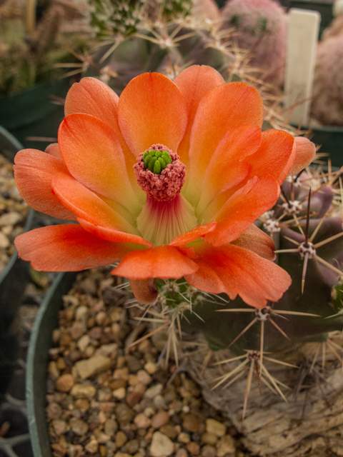 Echinocereus coccineus (Scarlet hedgehog cactus) #49988