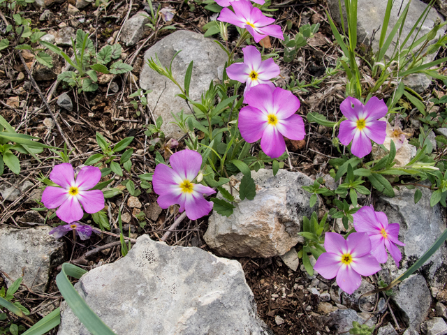 Phlox roemeriana (Goldeneye phlox) #50024