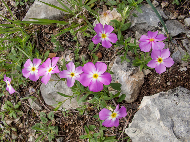 Phlox roemeriana (Goldeneye phlox) #50025