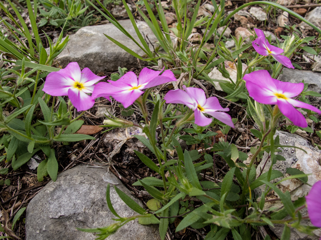 Phlox roemeriana (Goldeneye phlox) #50026