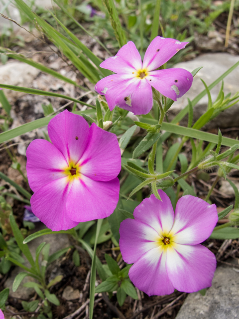 Phlox roemeriana (Goldeneye phlox) #50027