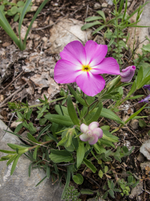 Phlox roemeriana (Goldeneye phlox) #50028