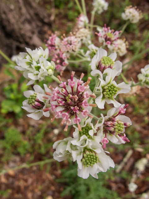 Hymenopappus artemisiifolius (Oldplainsman) #58322