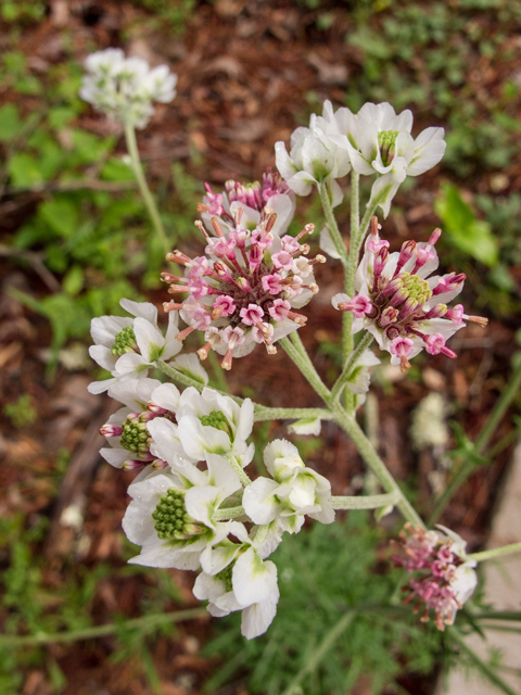 Hymenopappus artemisiifolius (Oldplainsman) #58324