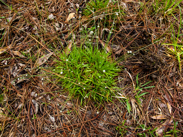 Lachnocaulon anceps (Whitehead bogbutton) #58341