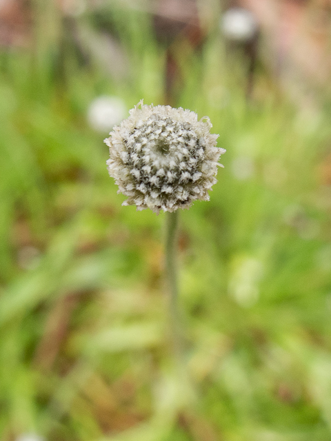 Lachnocaulon anceps (Whitehead bogbutton) #58344