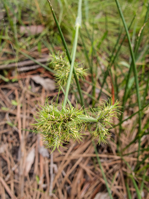 Fuirena squarrosa (Hairy umbrella sedge) #58351