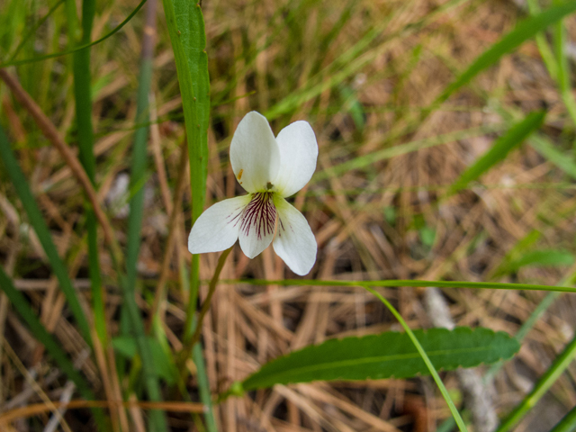 Viola lanceolata (Lance-leaf violet) #58354