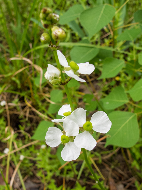 Sagittaria graminea (Grassy arrowhead) #58365