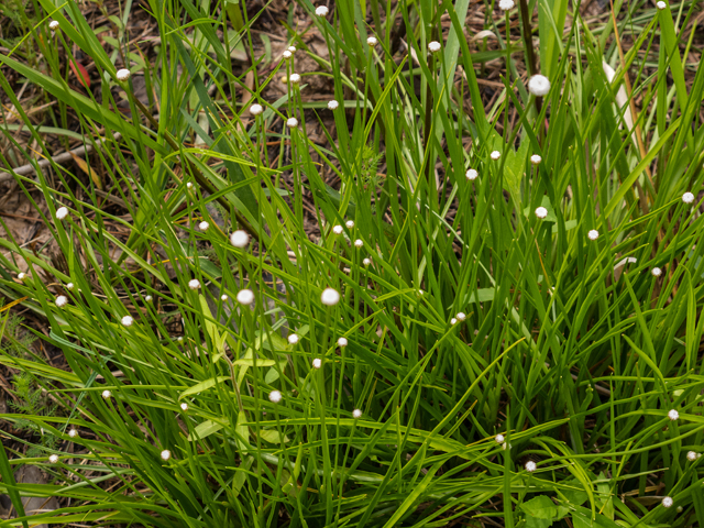 Lachnocaulon anceps (Whitehead bogbutton) #58367