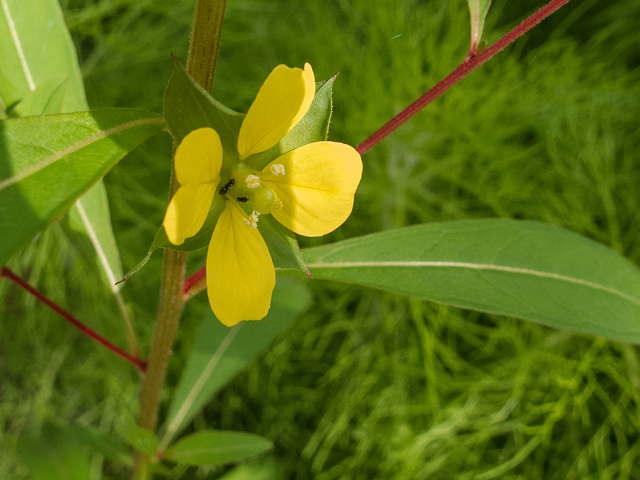 Ludwigia alternifolia (Seedbox) #58370