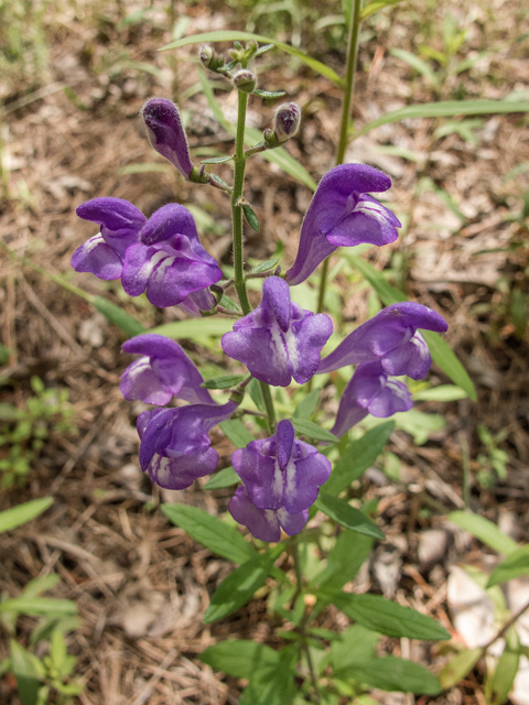 Scutellaria integrifolia (Helmet-flower) #58371