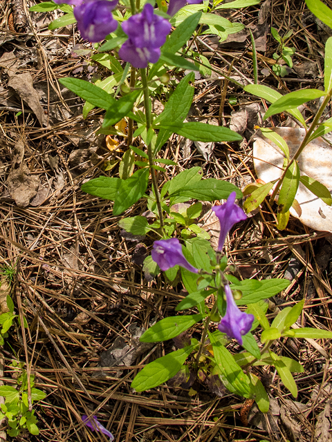 Scutellaria integrifolia (Helmet-flower) #58372