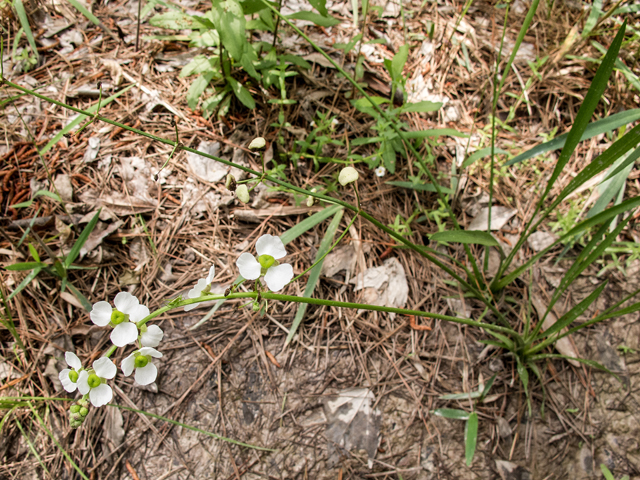 Sagittaria graminea (Grassy arrowhead) #58374