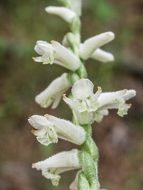 Spiranthes praecox (Greenvein ladies'-tresses) #58379