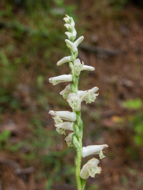 Spiranthes praecox (Greenvein ladies'-tresses) #58380