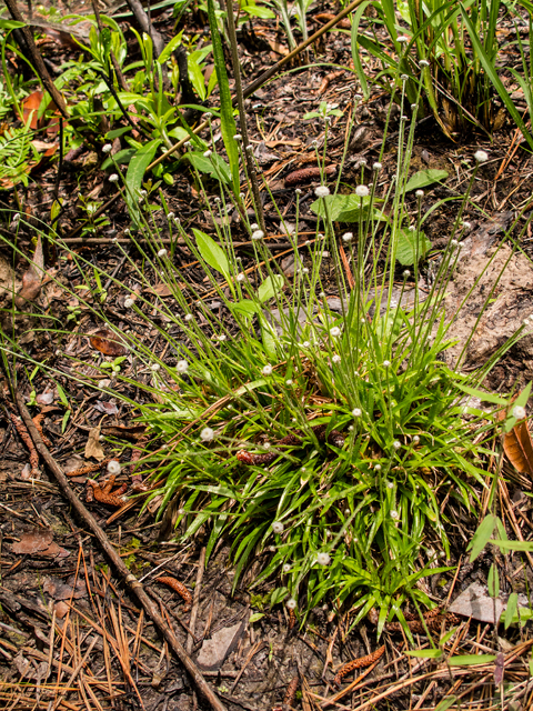 Lachnocaulon anceps (Whitehead bogbutton) #58381