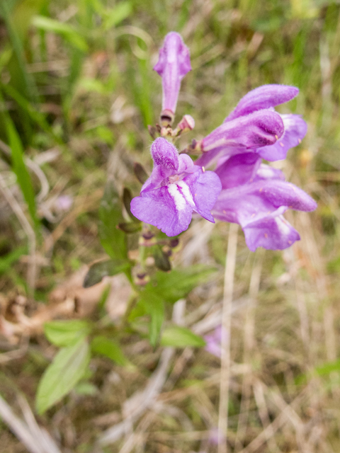 Scutellaria integrifolia (Helmet-flower) #58383