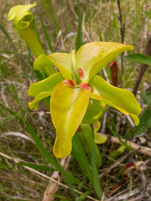 Sarracenia alata (Yellow trumpets) #58387