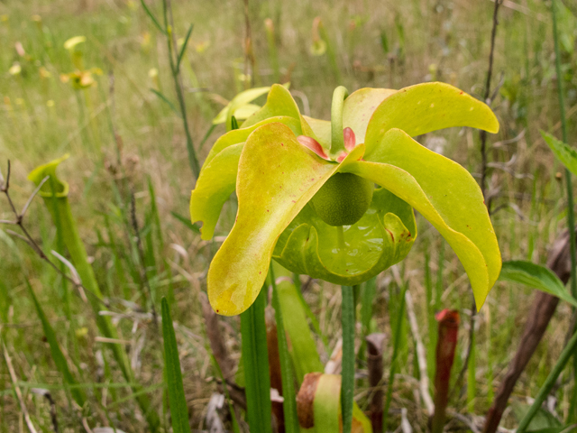 Sarracenia alata (Yellow trumpets) #58388