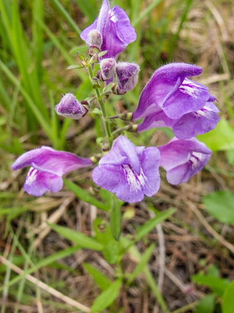 Scutellaria integrifolia (Helmet-flower) #58395