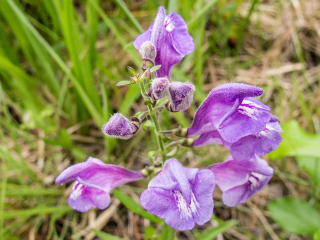 Scutellaria integrifolia (Helmet-flower) #58396