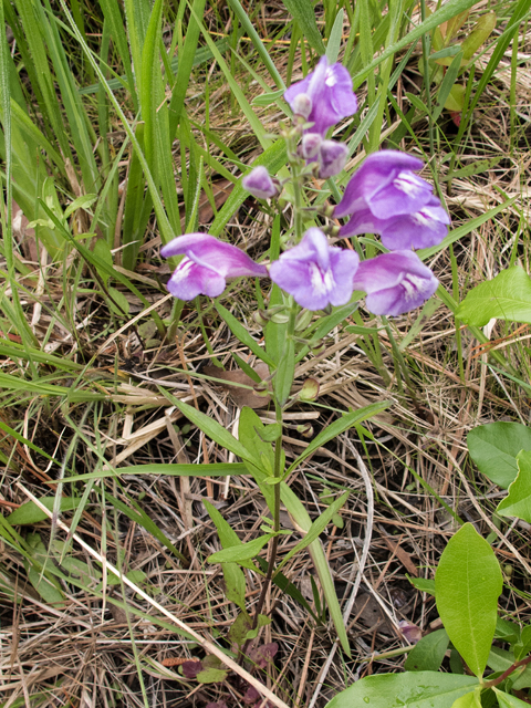 Scutellaria integrifolia (Helmet-flower) #58397