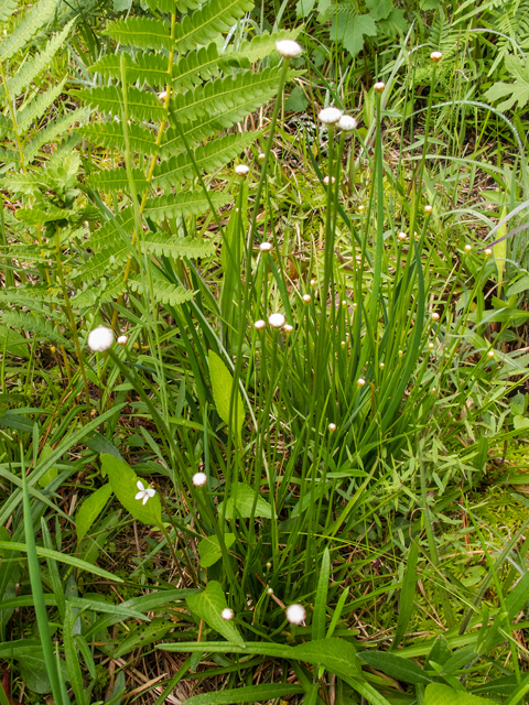 Lachnocaulon anceps (Whitehead bogbutton) #58402