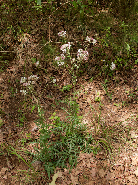 Hymenopappus artemisiifolius (Oldplainsman) #58427