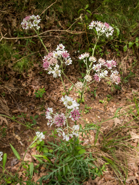 Hymenopappus artemisiifolius (Oldplainsman) #58428