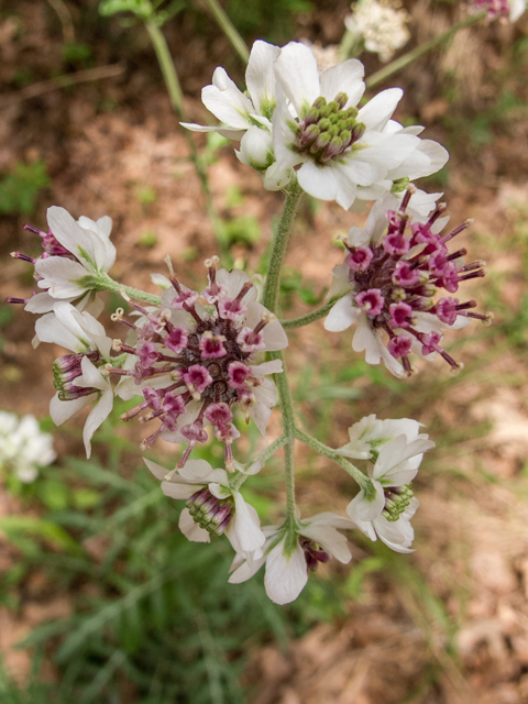 Hymenopappus artemisiifolius (Oldplainsman) #58429