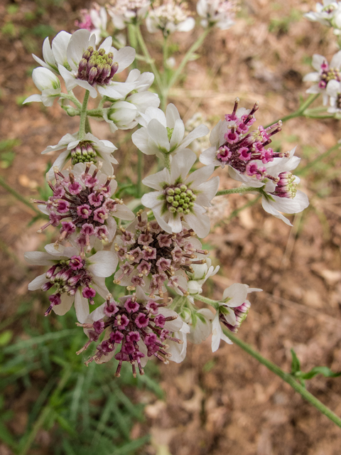 Hymenopappus artemisiifolius (Oldplainsman) #58430