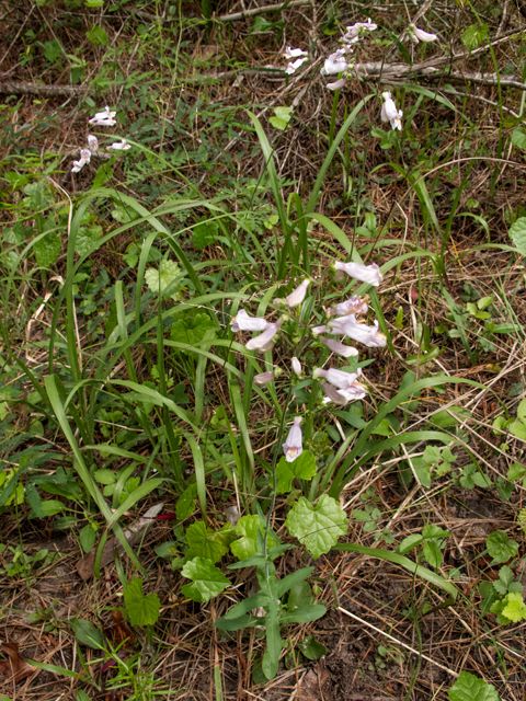 Penstemon laxiflorus (Nodding penstemon) #58435