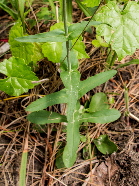 Penstemon laxiflorus (Nodding penstemon) #58436