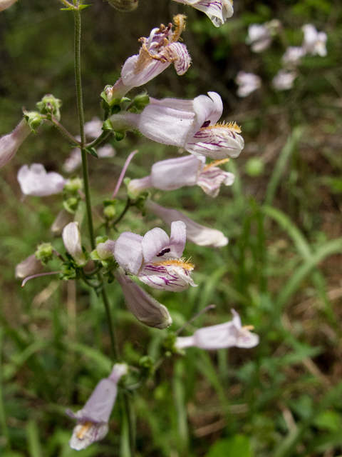 Penstemon laxiflorus (Nodding penstemon) #58437