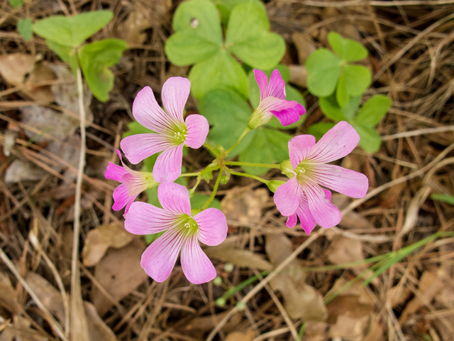 Oxalis violacea (Violet woodsorrel) #58438