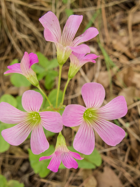 Oxalis violacea (Violet woodsorrel) #58439