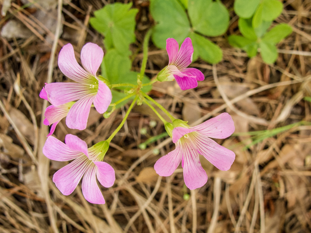 Oxalis violacea (Violet woodsorrel) #58440