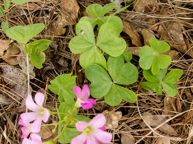 Oxalis violacea (Violet woodsorrel) #58441