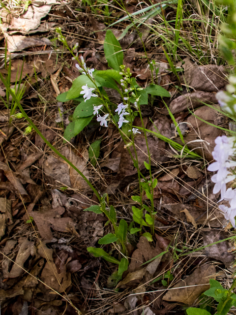 Lobelia appendiculata (Pale lobelia) #58442