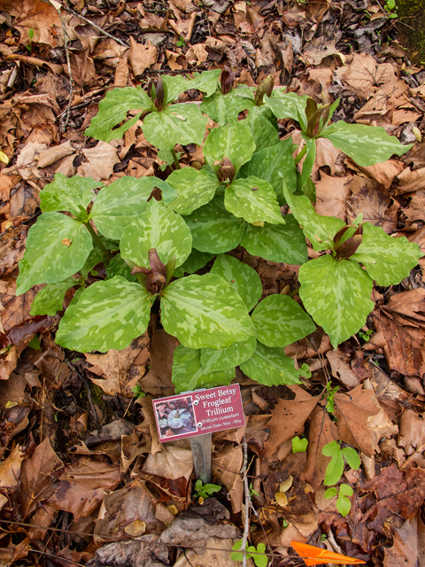 Trillium cuneatum (Little sweet betsy) #58446