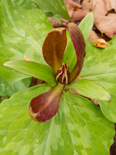 Trillium cuneatum (Little sweet betsy) #58447