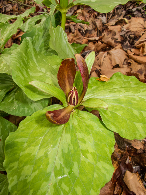 Trillium cuneatum (Little sweet betsy) #58448