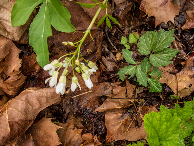 Cardamine angustata (Slender toothwort) #58449